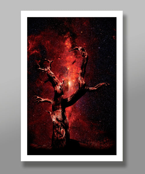 By Star Light - Fine Art Photography Collection - 13x19 16x24 or 24x36 Inches - Home Decor